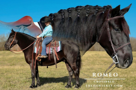 HorseID: 2311378 Romeo - PhotoID: 1096232