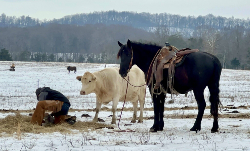 HorseID: 2311378 Romeo - PhotoID: 1096233