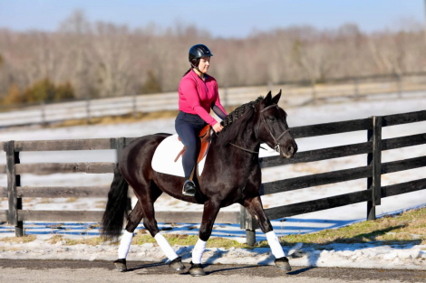 HorseID: 2311378 Romeo - PhotoID: 1096234