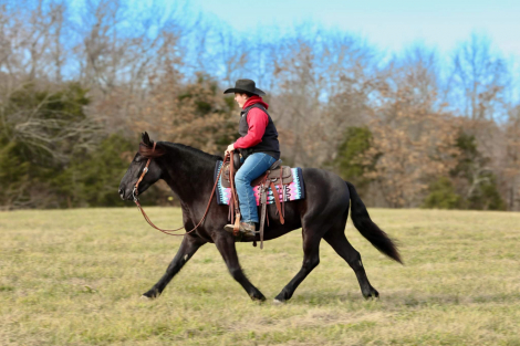 HorseID: 2311378 Romeo - PhotoID: 1096235