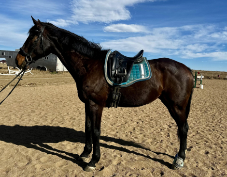 HorseID: 2311380 Foxy Twist - PhotoID: 1096237