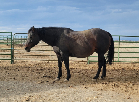 HorseID: 2311385 Pardon MySecretCrush - PhotoID: 1096514