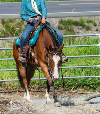 HorseID: 2311387 Bet Shesa Smokin - PhotoID: 1096239