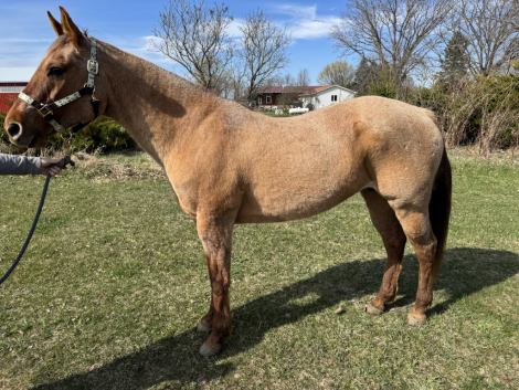 HorseID: 2311393 Hot In Tahoe - PhotoID: 1096244