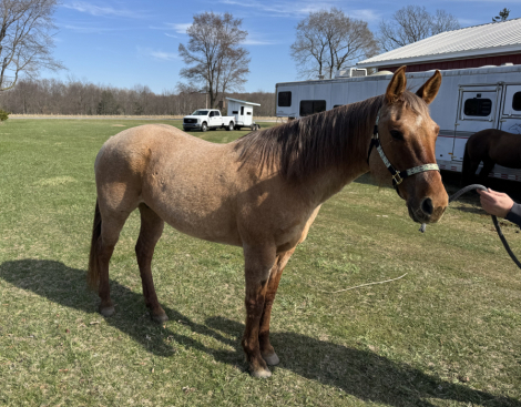 HorseID: 2311393 Hot In Tahoe - PhotoID: 1096245