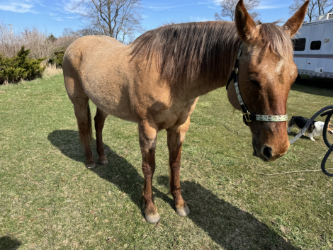 HorseID: 2311393 Hot In Tahoe - PhotoID: 1096246