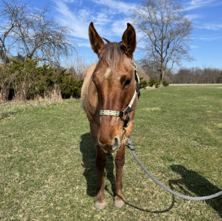 HorseID: 2311393 Hot In Tahoe - PhotoID: 1096247