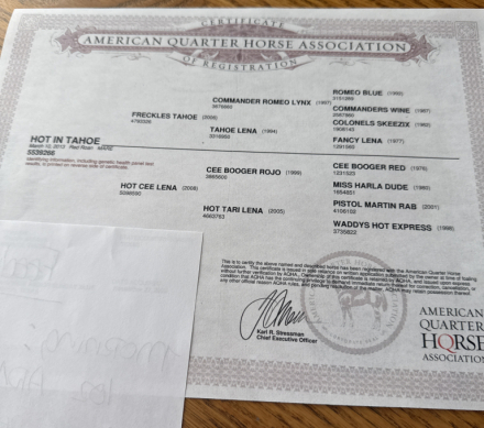 HorseID: 2311393 Hot In Tahoe - PhotoID: 1096249