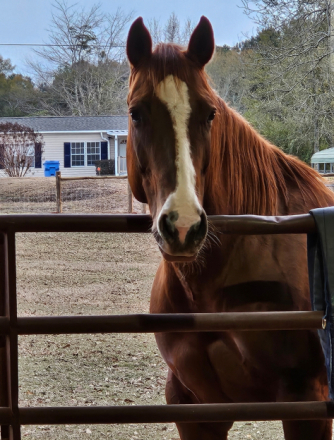 HorseID: 2311397 Ss playguns babe - PhotoID: 1096252