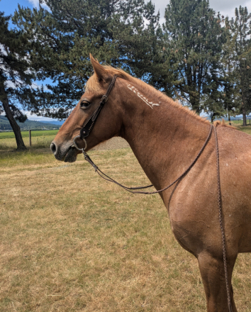 HorseID: 2311398 Peach - PhotoID: 1096264