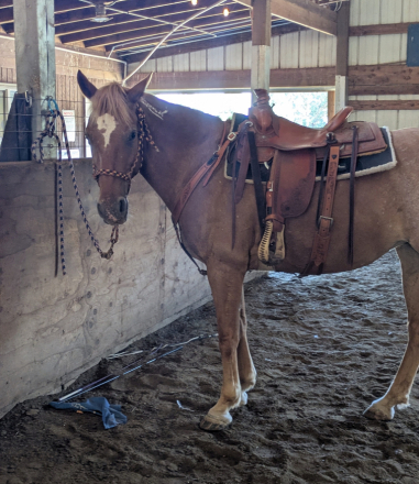 HorseID: 2311398 Peach - PhotoID: 1096265