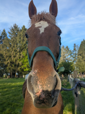 HorseID: 2311398 Peach - PhotoID: 1096266