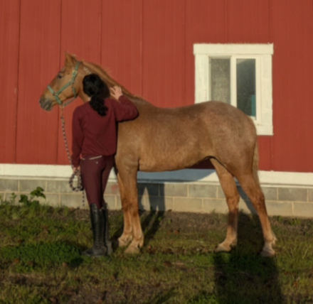 HorseID: 2311398 Peach - PhotoID: 1096268