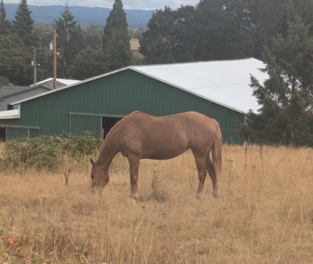 HorseID: 2311398 Peach - PhotoID: 1096267