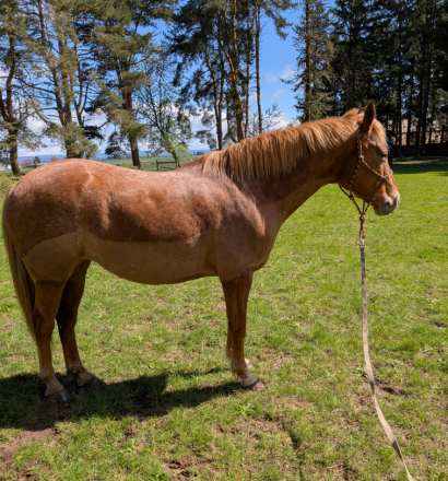 HorseID: 2311398 Peach - PhotoID: 1096269