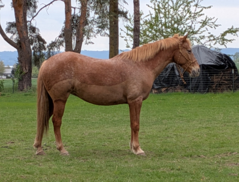HorseID: 2311398 Peach - PhotoID: 1096268