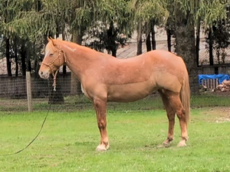 HorseID: 2311398 Peach - PhotoID: 1096264