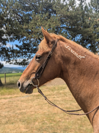 HorseID: 2311398 Peach - PhotoID: 1096266