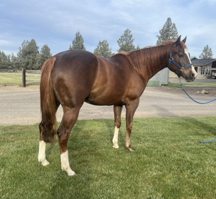 HorseID: 2311399 Dazzled in Hollywood - PhotoID: 1096352