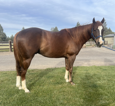 HorseID: 2311399 Dazzled in Hollywood - PhotoID: 1096353