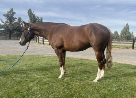 HorseID: 2311399 Dazzled in Hollywood - PhotoID: 1096354