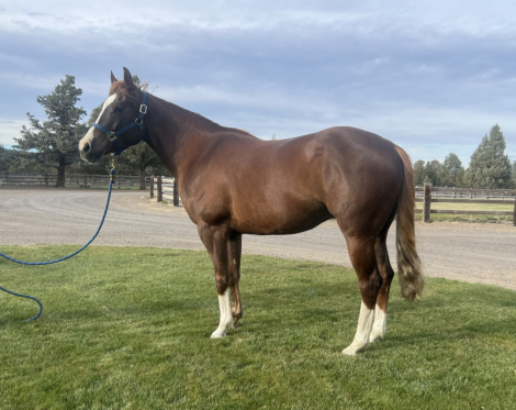 HorseID: 2311399 Dazzled in Hollywood - PhotoID: 1096355