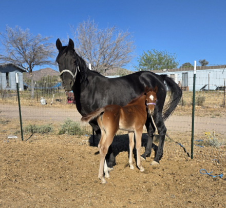 HorseID: 2311400 Mare + foal package - PhotoID: 1096253