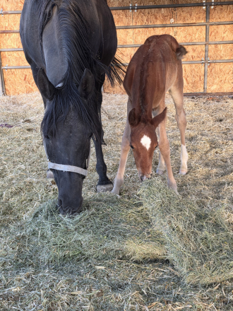 HorseID: 2311400 Mare + foal package - PhotoID: 1096254