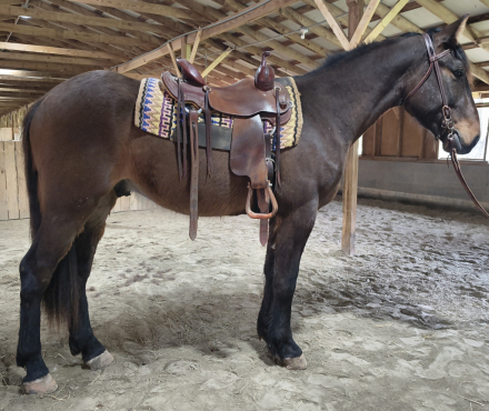 HorseID: 2311401 Prince - PhotoID: 1096255