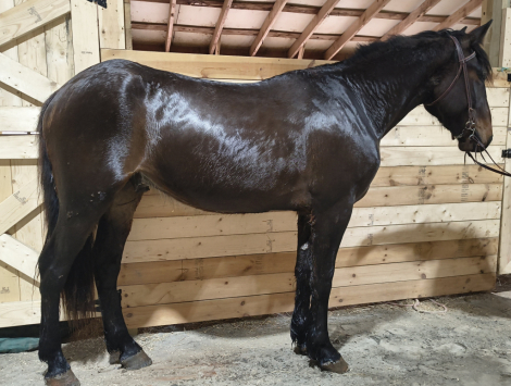 HorseID: 2311401 Prince - PhotoID: 1096256