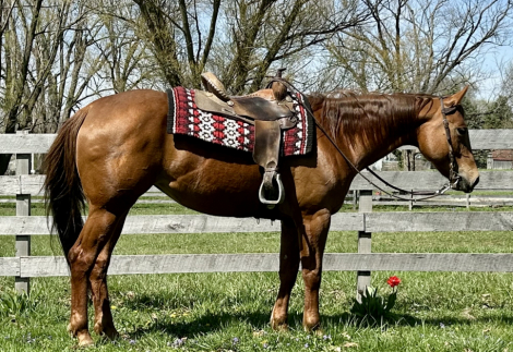 HorseID: 2311402 Only Classic - PhotoID: 1096257