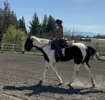 HorseID: 2311406 SUCHA SWEET TART - PhotoID: 1096258