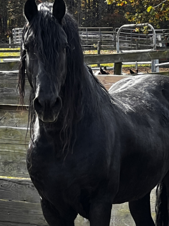 HorseID: 2311407 Prince Ares of WWF - PhotoID: 1096260