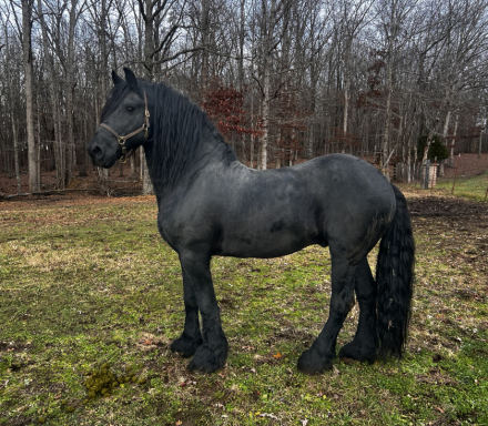 HorseID: 2311407 Prince Ares of WWF - PhotoID: 1096261