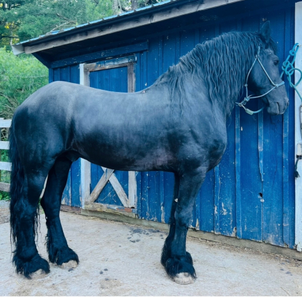 HorseID: 2311407 Prince Ares of WWF - PhotoID: 1096262