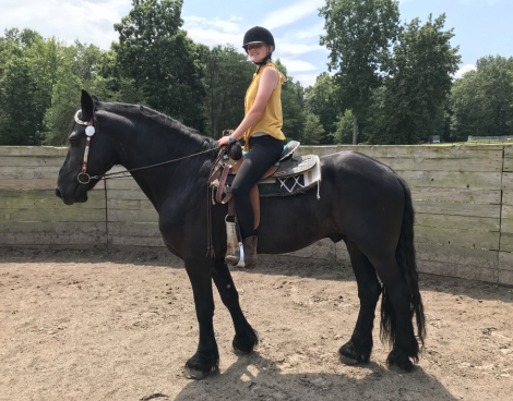 HorseID: 2311407 Prince Ares of WWF - PhotoID: 1096263