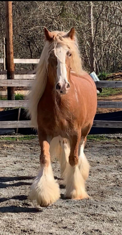 HorseID: 2311409 Kinders Sullivan Dream - PhotoID: 1096270