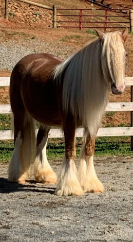 HorseID: 2311409 Kinders Sullivan Dream - PhotoID: 1096271