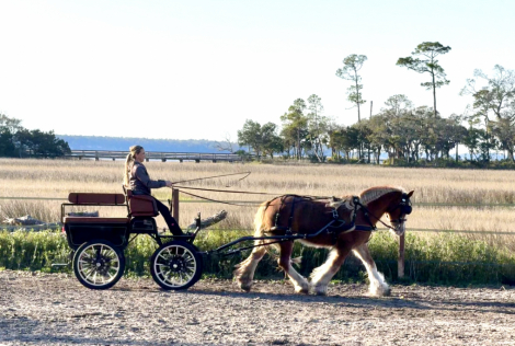 HorseID: 2311409 Kinders Sullivan Dream - PhotoID: 1096272