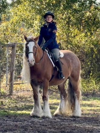 HorseID: 2311409 Kinders Sullivan Dream - PhotoID: 1096273