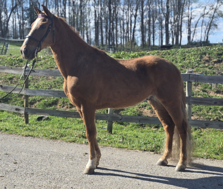 HorseID: 2311410 Cash Us Clay - PhotoID: 1096274