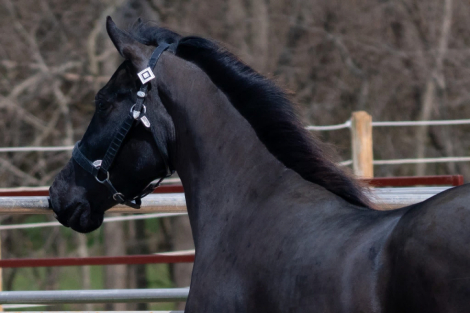 HorseID: 2311413 Cherry Creek Sweet Dreams Shine On - PhotoID: 1096276