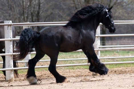 HorseID: 2311413 Cherry Creek Sweet Dreams Shine On - PhotoID: 1096277