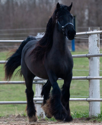 HorseID: 2311413 Cherry Creek Sweet Dreams Shine On - PhotoID: 1096278