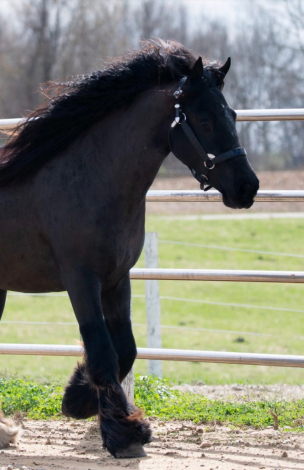 HorseID: 2311413 Cherry Creek Sweet Dreams Shine On - PhotoID: 1096279