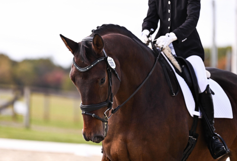 HorseID: 2311414 Jacek TAL - PhotoID: 1096280