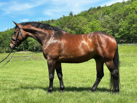 HorseID: 2311414 Jacek TAL - PhotoID: 1096281