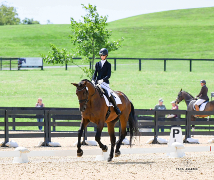 HorseID: 2311414 Jacek TAL - PhotoID: 1096282