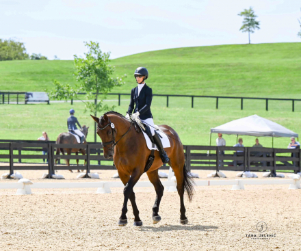 HorseID: 2311414 Jacek TAL - PhotoID: 1096283