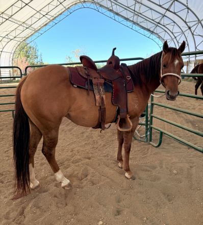 HorseID: 2311417 KD HIGH BROW HONEY - PhotoID: 1096292